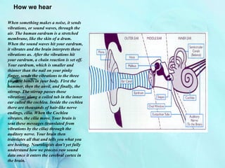 How we hear
When something makes a noise, it sends
vibrations, or sound waves, through the
air. The human eardrum is a stretched
membrane, like the skin of a drum.
When the sound waves hit your eardrum,
it vibrates and the brain interprets these
vibrations as. After the vibrations hit
your eardrum, a chain reaction is set off.
Your eardrum, which is smaller and
thinner than the nail on your pinky
finger, sends the vibrations to the three
smallest bones in your body. First the
hammer, then the anvil, and finally, the
stirrup. The stirrup passes those
vibrations along a coiled tub in the inner
ear called the cochlea. Inside the cochlea
there are thousands of hair-like nerve
endings, cilia. When the Cochlea
vibrates, the cilia move. Your brain is
sent these messages (translated from
vibrations by the cilia) through the
auditory nerve. Your brain then
translates all that and tells you what you
are hearing. Neurologists don't yet fully
understand how we process raw sound
data once it enters the cerebral cortex in
the brain.
 