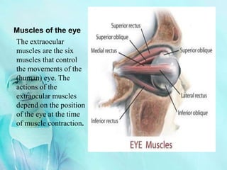 Muscles of the eye
The extraocular
muscles are the six
muscles that control
the movements of the
(human) eye. The
actions of the
extraocular muscles
depend on the position
of the eye at the time
of muscle contraction.
 