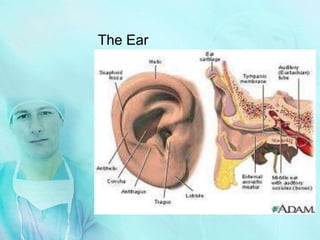 The Ear
 