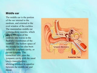 Middle ear
The middle ear is the portion
of the ear internal to the
eardrum, and external to the
oval window of the cochlea.
The mammalian middle ear
contains three ossicles, which
couple vibration of the
eardrum into waves in the
fluid and membranes of the
inner ear. The hollow space of
the middle ear has also been
called the tympanic cavity, or
cavum tympani. The
eustachian tube joins the
tympanic cavity with the nasal
cavity (nasopharynx),
allowing pressure to equalize
between the middle ear and
throat.
 