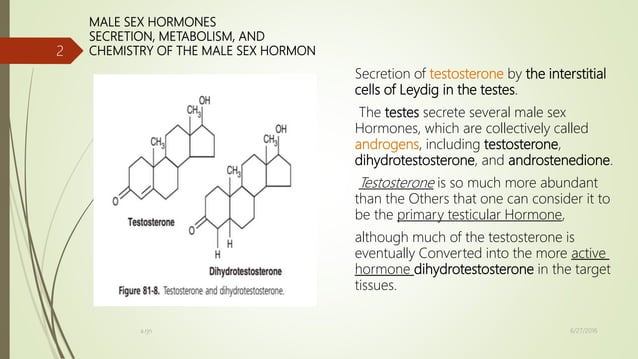 Male sex hormones | PPTX | Hormonal Disorders | Endocrine and Metabolic ...