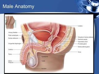 Male Anatomy
 