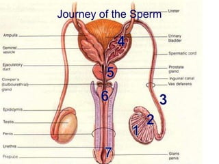 Journey of the Sperm
 