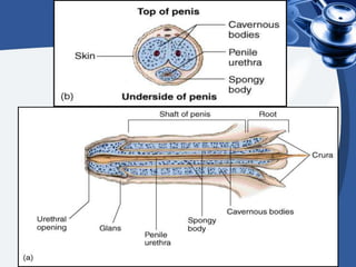 Male sexual anatomy, physiology and behaviour