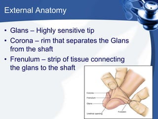 External Anatomy

• Glans – Highly sensitive tip
• Corona – rim that separates the Glans
  from the shaft
• Frenulum – strip of tissue connecting
  the glans to the shaft
 