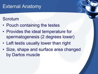 External Anatomy

Scrotum
• Pouch containing the testes
• Provides the ideal temperature for
  spermatogenesis (2 degrees lower)
• Left testis usually lower than right
• Size, shape and surface area changed
  by Dartos muscle
 
