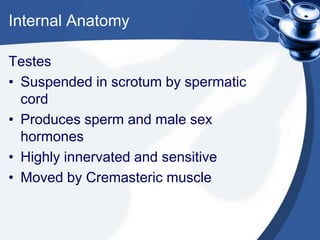 Internal Anatomy

Testes
• Suspended in scrotum by spermatic
  cord
• Produces sperm and male sex
  hormones
• Highly innervated and sensitive
• Moved by Cremasteric muscle
 