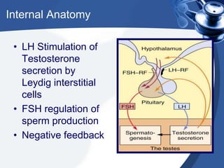Internal Anatomy

 • LH Stimulation of
   Testosterone
   secretion by
   Leydig interstitial
   cells
 • FSH regulation of
   sperm production
 • Negative feedback
 