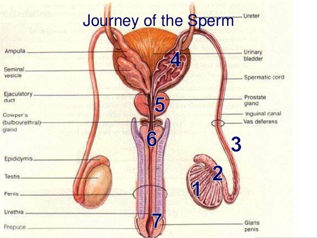 Diagram Of A Male Penis 7