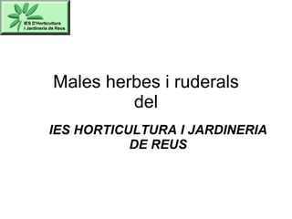 Males herbes i ruderals del IES HORTICULTURA I JARDINERIA DE REUS 