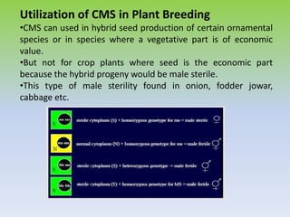 Utilization of CMS in Plant Breeding
•CMS can used in hybrid seed production of certain ornamental
species or in species where a vegetative part is of economic
value.
•But not for crop plants where seed is the economic part
because the hybrid progeny would be male sterile.
•This type of male sterility found in onion, fodder jowar,
cabbage etc.
 