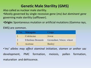 Genetic Male Sterility (GMS)
Also called as nuclear male sterility.
•Mostly governed by single recessive gene (ms) but dominant gene
governing male sterility (safflower).
•Origin: Spontaneous mutation or artificial mutations (Gamma rays,
EMS) are common.
•‘ms’ alleles may affect staminal initiation, stamen or anther sac
development, PMC formation, meiosis, pollen formation,
maturation and dehiscence.
 