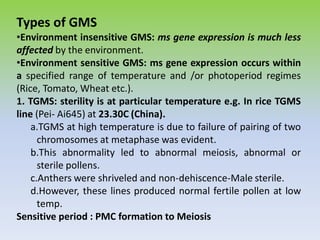 Types of GMS
•Environment insensitive GMS: ms gene expression is much less
affected by the environment.
•Environment sensitive GMS: ms gene expression occurs within
a specified range of temperature and /or photoperiod regimes
(Rice, Tomato, Wheat etc.).
1. TGMS: sterility is at particular temperature e.g. In rice TGMS
line (Pei- Ai645) at 23.30C (China).
a.TGMS at high temperature is due to failure of pairing of two
chromosomes at metaphase was evident.
b.This abnormality led to abnormal meiosis, abnormal or
sterile pollens.
c.Anthers were shriveled and non-dehiscence-Male sterile.
d.However, these lines produced normal fertile pollen at low
temp.
Sensitive period : PMC formation to Meiosis
 