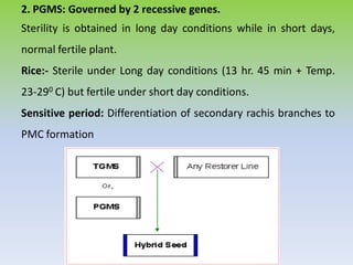 2. PGMS: Governed by 2 recessive genes.
Sterility is obtained in long day conditions while in short days,
normal fertile plant.
Rice:- Sterile under Long day conditions (13 hr. 45 min + Temp.
23-290 C) but fertile under short day conditions.
Sensitive period: Differentiation of secondary rachis branches to
PMC formation
 