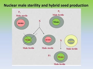 Nuclear male sterility and hybrid seed production
 