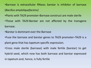 •Barnase is extracellular RNase; barstar is inhibitor of barnase
(Bacillus amyloliquefaciens)
•Plants with TA29 promoter-Barnase construct are male sterile
•Those with TA29-Barstar are not affected by the transgene
barnase.
•Barstar is dominant over the Barnase
•Fuse the barnase and barstar genes to TA29 promoter–TA29 is a
plant gene that has tapetum specific expression.
•Cross male sterile (barnase) with male fertile (barstar) to get
hybrid seed, which now has both barnase and barstar expressed
in tapetum and, hence, is fully fertile
 