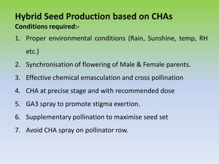 Hybrid Seed Production based on CHAs
Conditions required:-
1. Proper environmental conditions (Rain, Sunshine, temp, RH
etc.)
2. Synchronisation of flowering of Male & Female parents.
3. Effective chemical emasculation and cross pollination
4. CHA at precise stage and with recommended dose
5. GA3 spray to promote stigma exertion.
6. Supplementary pollination to maximise seed set
7. Avoid CHA spray on pollinator row.
 