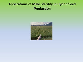 Applications of Male Sterility in Hybrid Seed
Production
 
