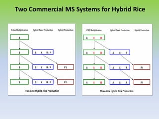 Two Commercial MS Systems for Hybrid Rice
 