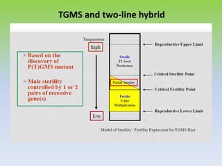 TGMS and two-line hybrid
 