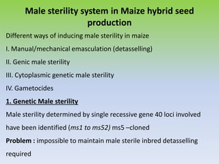 Male sterility system in Maize hybrid seed
production
Different ways of inducing male sterility in maize
I. Manual/mechanical emasculation (detasselling)
II. Genic male sterility
III. Cytoplasmic genetic male sterility
IV. Gametocides
1. Genetic Male sterility
Male sterility determined by single recessive gene 40 loci involved
have been identified (ms1 to ms52) ms5 –cloned
Problem : impossible to maintain male sterile inbred detasselling
required
 