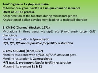 T-urf13 gene in T cytoplasm maize
Mitochondrial gene T-urf13 is a unique chimeric sequence
Effect of URF13 protein-
•Degeneration of the tapetum during microsporogenesis
•Disruption of pollen development leading to male cell abortion
B. CMS-C (Charrua) (Beckett, 1971)
•Mutations in three genes viz atp6, atp 9 and cosII- confer CMS
phenotype
•Fertility restoration is Sporophytic
•Rf4, Rf5, Rf6 are responsible for fertility restoration
C. CMS-S (USDA) (Jones,1957)
•Sterility associated with orf355-orf77 chimeric mt gene
•Fertility restoration is Gametophytic
•Rf3 (chr. 2) are responsible for fertility restoration
•Plasmid like element S1 & S2
 