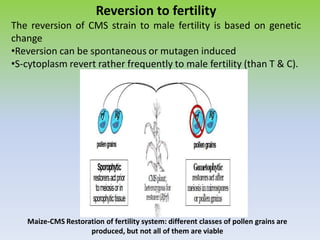 Reversion to fertility
The reversion of CMS strain to male fertility is based on genetic
change
•Reversion can be spontaneous or mutagen induced
•S-cytoplasm revert rather frequently to male fertility (than T & C).
Maize-CMS Restoration of fertility system: different classes of pollen grains are
produced, but not all of them are viable
 