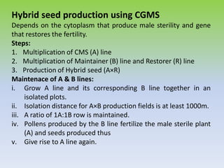 Hybrid seed production using CGMS
Depends on the cytoplasm that produce male sterility and gene
that restores the fertility.
Steps:
1. Multiplication of CMS (A) line
2. Multiplication of Maintainer (B) line and Restorer (R) line
3. Production of Hybrid seed (A×R)
Maintenace of A & B lines:
i. Grow A line and its corresponding B line together in an
isolated plots.
ii. Isolation distance for A×B production fields is at least 1000m.
iii. A ratio of 1A:1B row is maintained.
iv. Pollens produced by the B line fertilize the male sterile plant
(A) and seeds produced thus
v. Give rise to A line again.
 