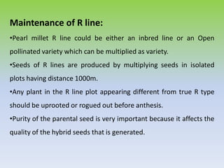 Maintenance of R line:
•Pearl millet R line could be either an inbred line or an Open
pollinated variety which can be multiplied as variety.
•Seeds of R lines are produced by multiplying seeds in isolated
plots having distance 1000m.
•Any plant in the R line plot appearing different from true R type
should be uprooted or rogued out before anthesis.
•Purity of the parental seed is very important because it affects the
quality of the hybrid seeds that is generated.
 