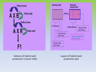 Scheme of hybrid seed
production in pearl millet
Layout of hybrid seed
production plot
 