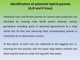 Identification of potential hybrid parents
(A,B and R lines)
•Potential male and female parents for hybrid seed production are
identified by crossing male fertile parent (Inbreds, variety,
germplasm, breeding stocks in advanced generations) to a male
sterile line (A line) and observing their corresponding hybrids in
small plots of an observation nursery.
•A few plants of each cross are subjected to the bagging test i.e.
covering the few panicles with the paper bags before anthesis and
observing the seed set under the bag after few weeks.
 