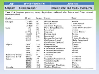Crop Source of cytoplasm Drawbacks
Sorghum Combined kafir Black glumes and chalky endosperm
 