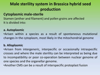 Male sterility system in Brassica hybrid seed
production
Cytoplasmic male-sterile
Stamen (anther and filament) and pollen grains are affected
It is divided into:
a. Autoplasmic
•Arisen within a species as a result of spontaneous mutational
changes in the cytoplasm, most likely in the mitochondrial genome
b. Alloplasmic
•Arisen from intergeneric, interpecific or occasionally intraspecific
crosses and where the male sterility can be interpreted as being due
to incompatibility or poor co-operation between nuclear genome of
one species and the organellar genome.
•Another CMS can be a result of interspecific protoplast fusion
 