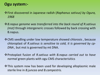 Ogu system:-
First discovered in Japanese radish (Raphanus sativus) by Ogura,
1968
B.napus genome was transferred into the back round of R.sativus
(mst) through intergeneric crosses followed by back crossing with
B.napus.
CMS seedling under low temperature showed chlorosis , because
chloroplast of R.sativus is sensitive to cold, it is governed by cp-
DNA , but mst is governed by mt DNA.
Protoplast fusion of R.sativus with B.napus carried out to have
normal green plants with ogu CMS characterisitics
This system now has been used for developing alloplasmic male
sterile line in B.juncea and B.campestris.
 