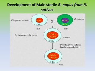 Development of Male sterile B. napus from R.
sativus
 