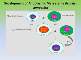 Development of Alloplasmic Male sterile Brassica
campestris
 