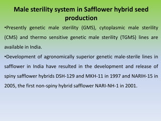 Male sterility system in Safflower hybrid seed
production
•Presently genetic male sterility (GMS), cytoplasmic male sterility
(CMS) and thermo sensitive genetic male sterility (TGMS) lines are
available in India.
•Development of agronomically superior genetic male-sterile lines in
safflower in India have resulted in the development and release of
spiny safflower hybrids DSH-129 and MKH-11 in 1997 and NARIH-15 in
2005, the first non-spiny hybrid safflower NARI-NH-1 in 2001.
 