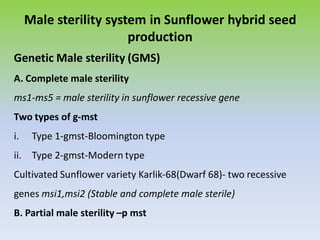 Male sterility system in Sunflower hybrid seed
production
Genetic Male sterility (GMS)
A. Complete male sterility
ms1-ms5 = male sterility in sunflower recessive gene
Two types of g-mst
i. Type 1-gmst-Bloomington type
ii. Type 2-gmst-Modern type
Cultivated Sunflower variety Karlik-68(Dwarf 68)- two recessive
genes msi1,msi2 (Stable and complete male sterile)
B. Partial male sterility –p mst
 