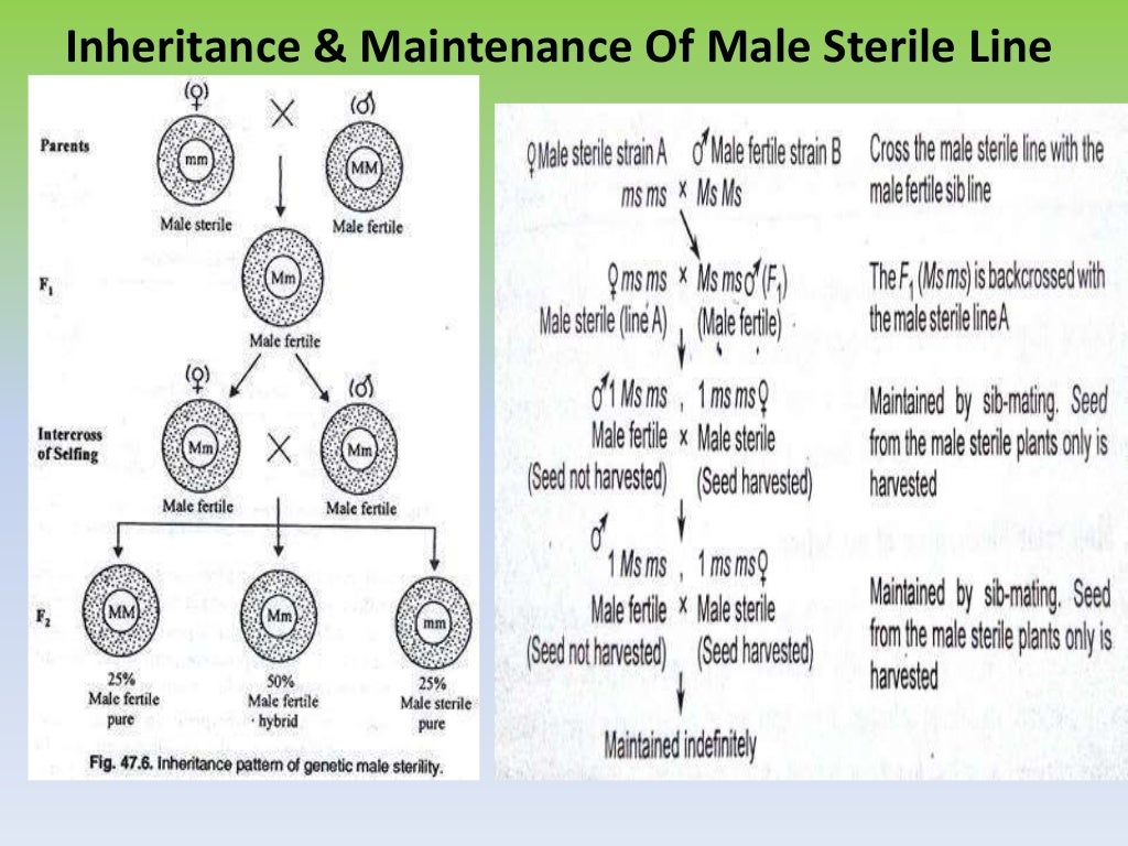 Male sterility
