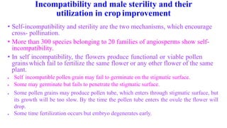 Incompatibility and male sterility and their
utilization in crop improvement
• Self-incompatibility and sterility are the two mechanisms, which encourage
cross- pollination.
• More than 300 species belonging to 20 families of angiosperms show self-
incompatibility.
• In self incompatibility, the flowers produce functional or viable pollen
grainswhich fail to fertilize the same flower or any other flower of the same
plant.
 Self incompatible pollen grain may fail to germinate on the stigmatic surface.
 Some may germinate but fails to penetrate the stigmatic surface.
 Some pollen grains may produce pollen tube, which enters through stigmatic surface, but
its growth will be too slow. By the time the pollen tube enters the ovule the flower will
drop.
 Some time fertilization occurs but embryo degenerates early.
 