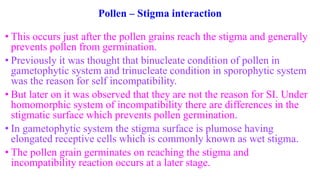 Pollen – Stigma interaction
• This occurs just after the pollen grains reach the stigma and generally
prevents pollen from germination.
• Previously it was thought that binucleate condition of pollen in
gametophytic system and trinucleate condition in sporophytic system
was the reason for self incompatibility.
• But later on it was observed that they are not the reason for SI. Under
homomorphic system of incompatibility there are differences in the
stigmatic surface which prevents pollen germination.
• In gametophytic system the stigma surface is plumose having
elongated receptive cells which is commonly known as wet stigma.
• The pollen grain germinates on reaching the stigma and
incompatibility reaction occurs at a later stage.
 