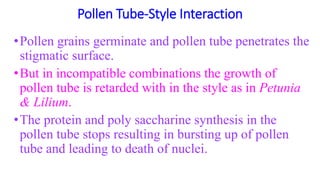 Pollen Tube-Style Interaction
•Pollen grains germinate and pollen tube penetrates the
stigmatic surface.
•But in incompatible combinations the growth of
pollen tube is retarded with in the style as in Petunia
& Lilium.
•The protein and poly saccharine synthesis in the
pollen tube stops resulting in bursting up of pollen
tube and leading to death of nuclei.
 