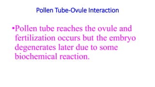 Pollen Tube-Ovule Interaction
•Pollen tube reaches the ovule and
fertilization occurs but the embryo
degenerates later due to some
biochemical reaction.
 