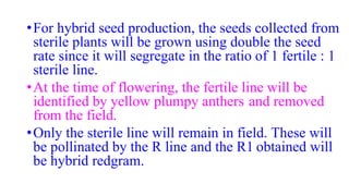 •For hybrid seed production, the seeds collected from
sterile plants will be grown using double the seed
rate since it will segregate in the ratio of 1 fertile : 1
sterile line.
•At the time of flowering, the fertile line will be
identified by yellow plumpy anthers and removed
from the field.
•Only the sterile line will remain in field. These will
be pollinated by the R line and the R1 obtained will
be hybrid redgram.
 