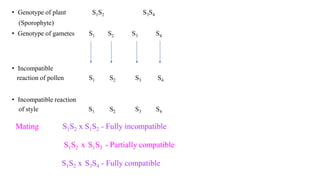 • Genotype of plant S1S2 S3S4
(Sporophyte)
• Genotype of gametes S1 S2 S3 S4
• Incompatible
reaction of pollen S1 S2 S3 S4
• Incompatible reaction
of style S1 S2 S3 S4
Mating S1S2 x S1S2 - Fully incompatible
S1S2 x S1S3 - Partially compatible
S1S2 x S3S4 - Fully compatible
 