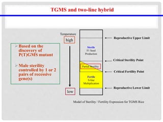 Male sterility.pptx .................... | PPTX