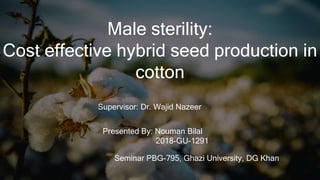 Male sterility:
Cost effective hybrid seed production in
cotton
Presented By: Nouman Bilal
2018-GU-1291
Supervisor: Dr. Wajid Nazeer
Seminar PBG-795, Ghazi University, DG Khan
 