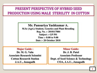 PRESENT PERSPECTIVE OF HYBRID SEED
PRODUCTION USING MALE STERILITY IN COTTON
Mr. Pansuriya Yashkumar A.
M.Sc (Agri.) Student, Genetics and Plant Breeding
Reg. No. :- 2010117084
Subject :- GP 591
Time :- 8:00 to 9:00
Date :- 20 October 2018
Minor Guide:
Dr. J. B. Patel
Associate Professor
Dept. of Seed Science & Technology
COA, J.A.U., Junagadh
1
Major Guide :
Dr. M. G. Valu
Associate Research Scientist
Cotton Research Station
J.A.U., Junagadh
 
