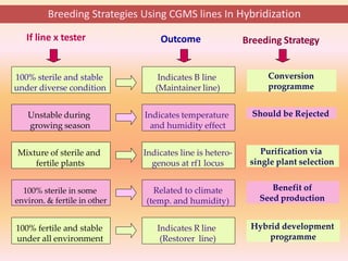 Breeding Strategies Using CGMS lines In Hybridization
100% sterile and stable
under diverse condition
Unstable during
growing season
Mixture of sterile and
fertile plants
100% sterile in some
environ. & fertile in other
100% fertile and stable
under all environment
If line x tester
Indicates B line
(Maintainer line)
Indicates temperature
and humidity effect
Indicates R line
(Restorer line)
Related to climate
(temp. and humidity)
Indicates line is hetero-
genous at rf1 locus
Outcome
Conversion
programme
Benefit of
Seed production
Purification via
single plant selection
Hybrid development
programme
Should be Rejected
Breeding Strategy
 
