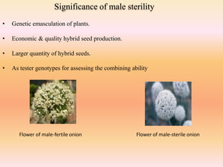 Significance of male sterility
• Genetic emasculation of plants.
• Economic & quality hybrid seed production.
• Larger quantity of hybrid seeds.
• As tester genotypes for assessing the combining ability
Flower of male-fertile onion Flower of male-sterile onion
 